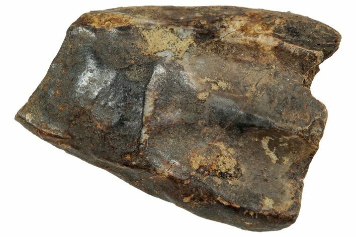 Fossil Triceratops Shed Tooth - Montana #350714